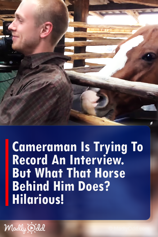 Cameraman is Trying to Record an Interview. But What That Horse Behind Him Does? HILARIOUS!