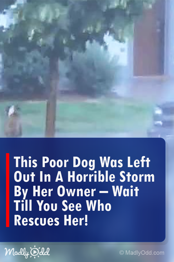 This Poor Dog Was Left Out in a Horrible Storm by Her Owner…wait Till You See Who Rescues Her!