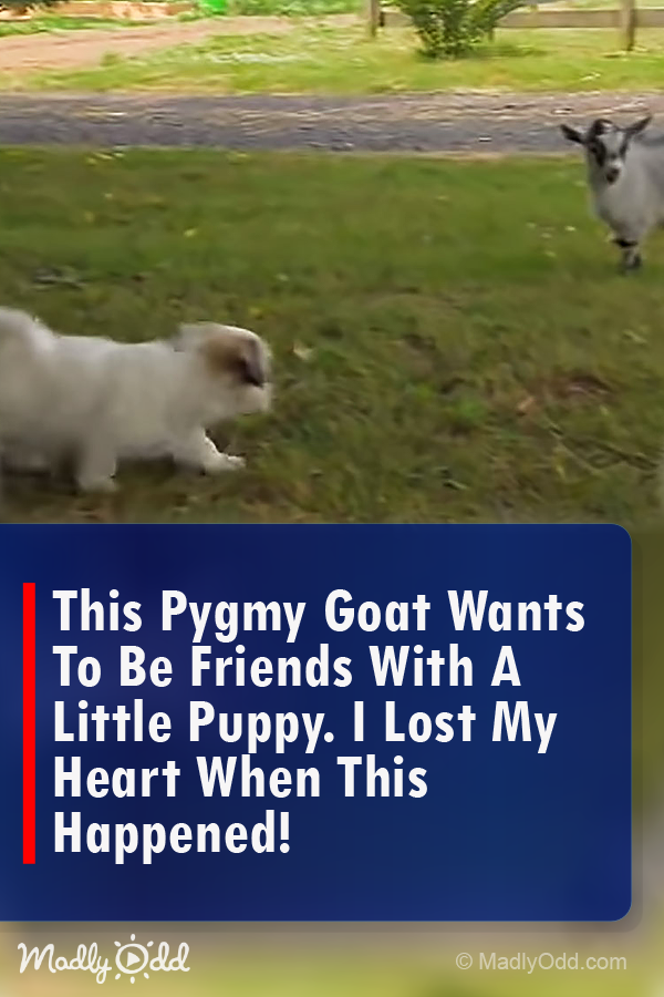 This Pygmy Goat Wants To Be Friends With A Little Puppy. I Lost My Heart When THIS Happened!