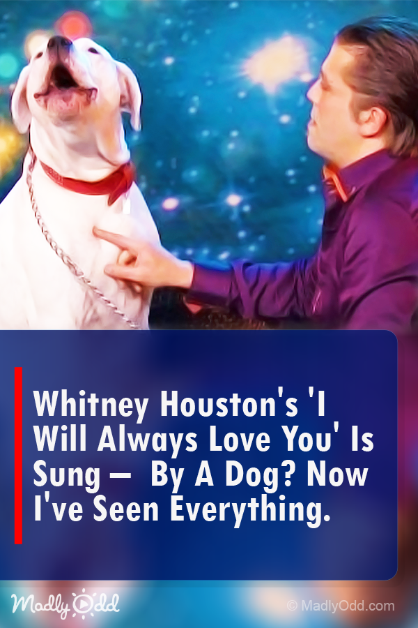 Whitney Houston\'s \'I Will Always Love You\' Is Sung… by a Dog? Now I’ve Seen Everything