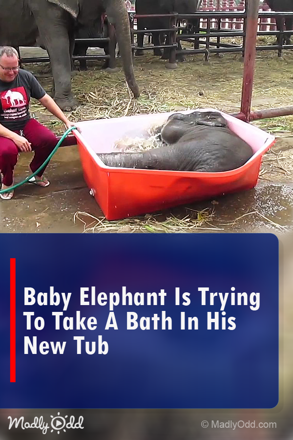 Baby Elephant Is Trying To Take A Bath In His New Tub. I Was In Stitches Over This