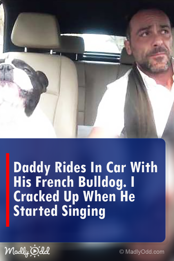 Daddy Rides In Car With His French Bulldog. I Cracked Up When He Started Singing.