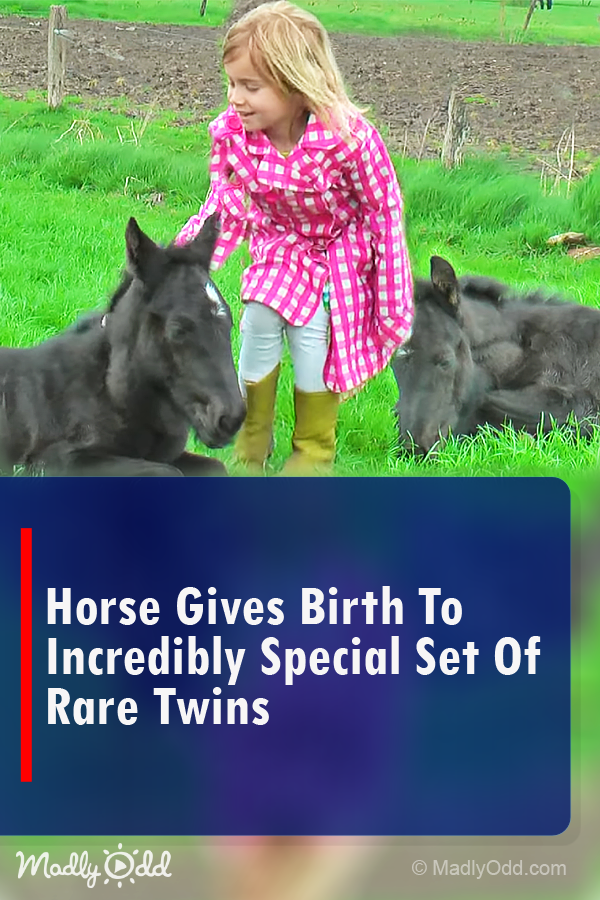 Horse Gives Birth to Incredibly Special Pair of Rare Twins