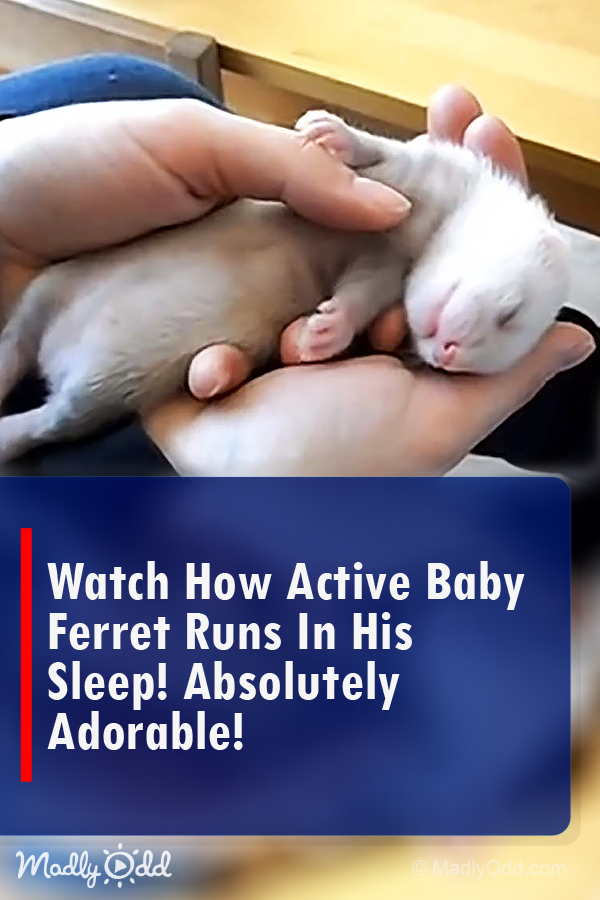 Watch How Active Baby Ferret Runs In His Sleep! Absolutely Adorable!
