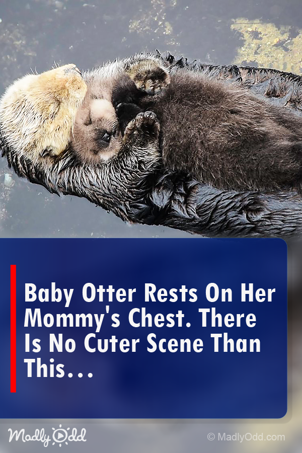Baby Otter Rests On Her Mommy’s Chest. There is No Cuter Scene Than This.
