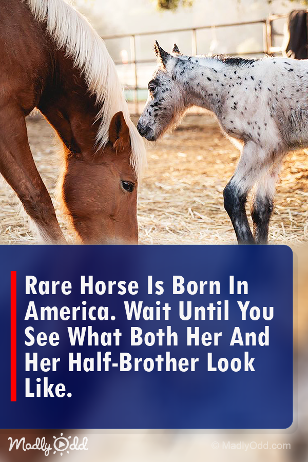 Rare Horse Is Born In America. Wait Until You See What Both Her And Her Half-Brother Look Like
