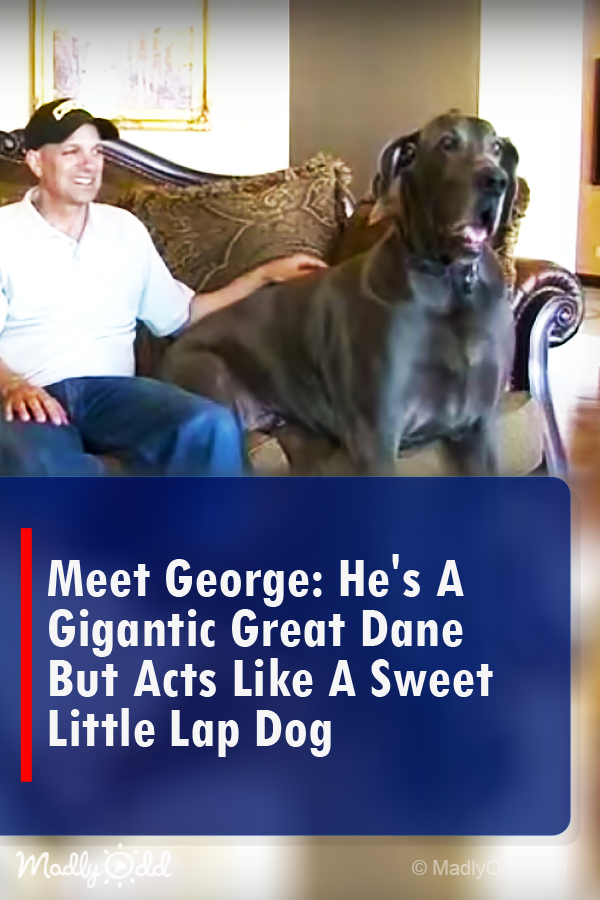 Meet George: He\'s A Gigantic Great Dane But Acts Like A Sweet Little Lap Dog
