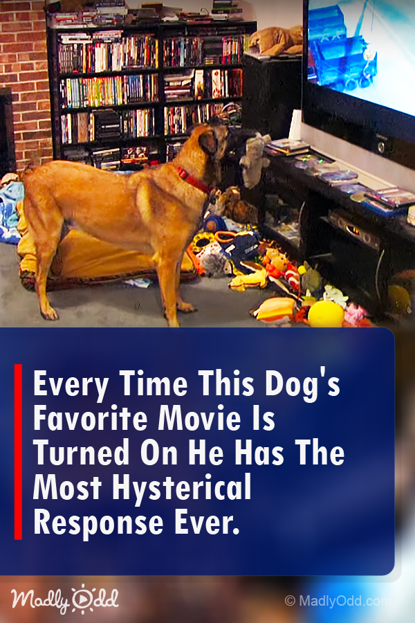 Every Time This Dog\'s Favorite Movie is Turned On He Has the Most Hysterical Response Ever