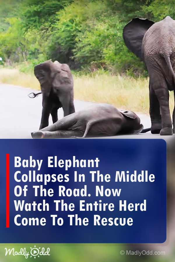 Baby Elephant Collapses In The Middle Of The Road. Now Watch The Entire Herd Come To The Rescue