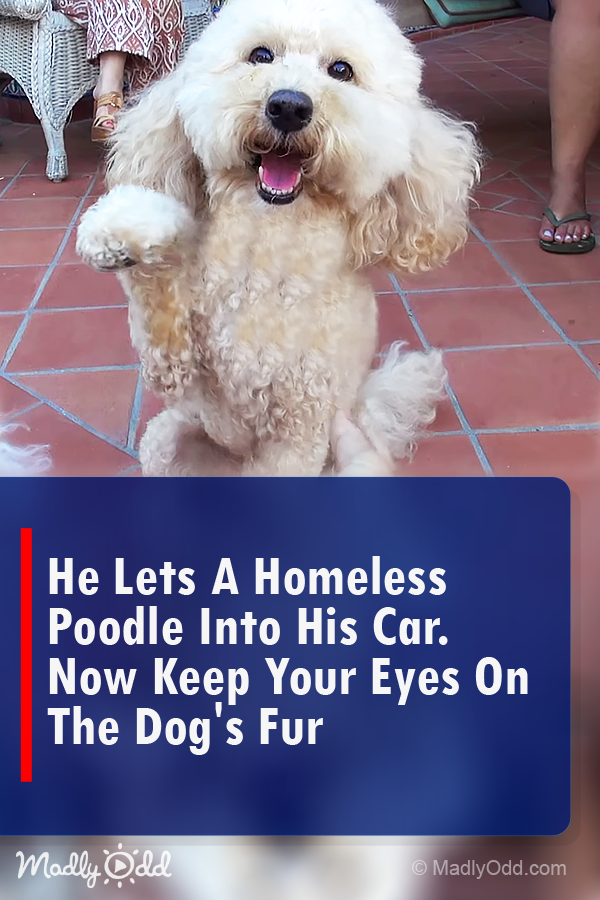 He Lets a Homeless Poodle Into His Car. Now Keep Your Eyes On the Dog\'s Fur