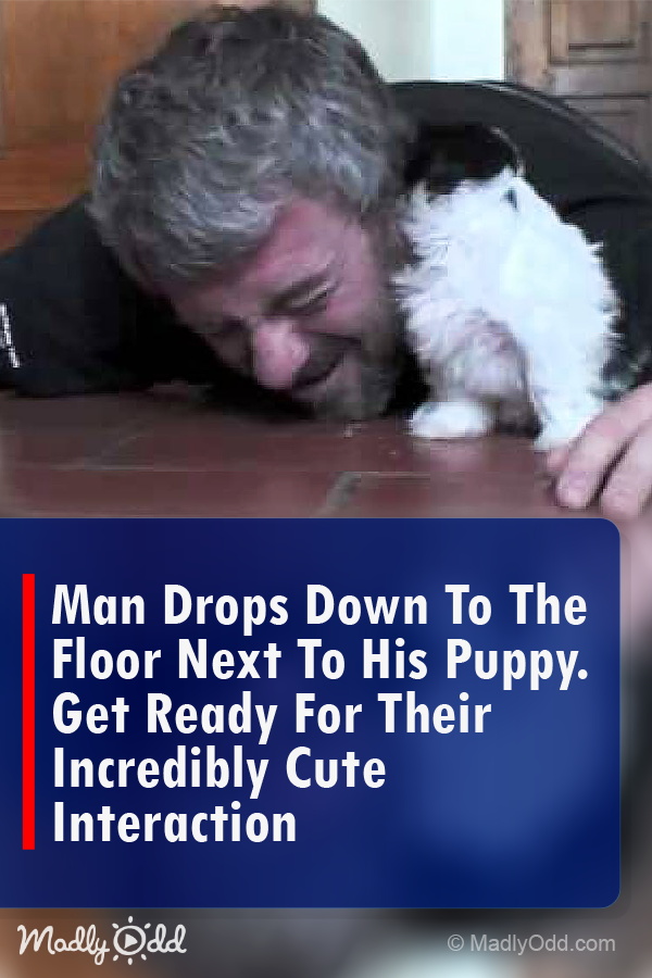 Man Drops Down to the Floor Next to His Puppy. Get Ready for Their Incredibly Cute Interaction