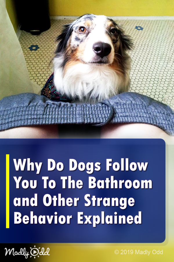 Why Do Dogs Follow You To The Bathroom? Fido Has His Reasons