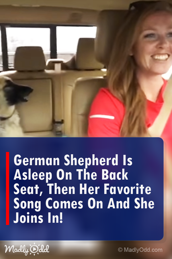 German Shepherd is Asleep On the Back Seat, Then Her Favorite Song Comes On and She Joins In!