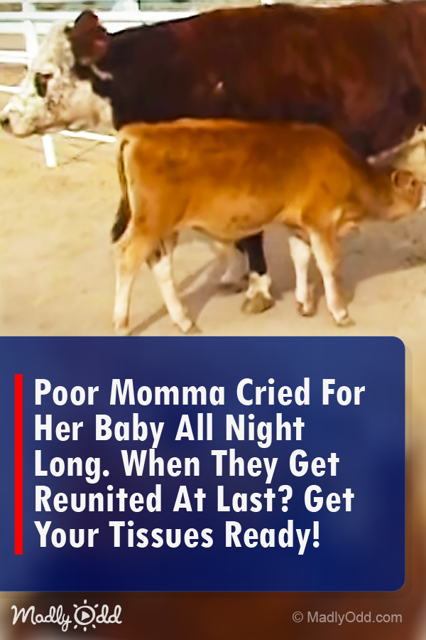 A Cow Won’t Stop Crying for Her Missing Baby Until She Looks Through the Fence and Loses It!