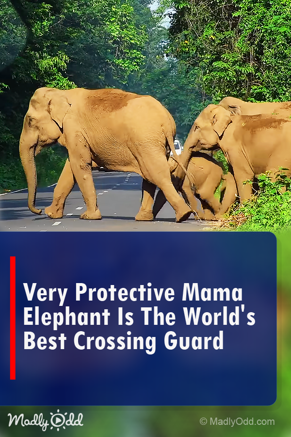 Very Protective Mama Elephant is the World\'s Best Crossing Guard