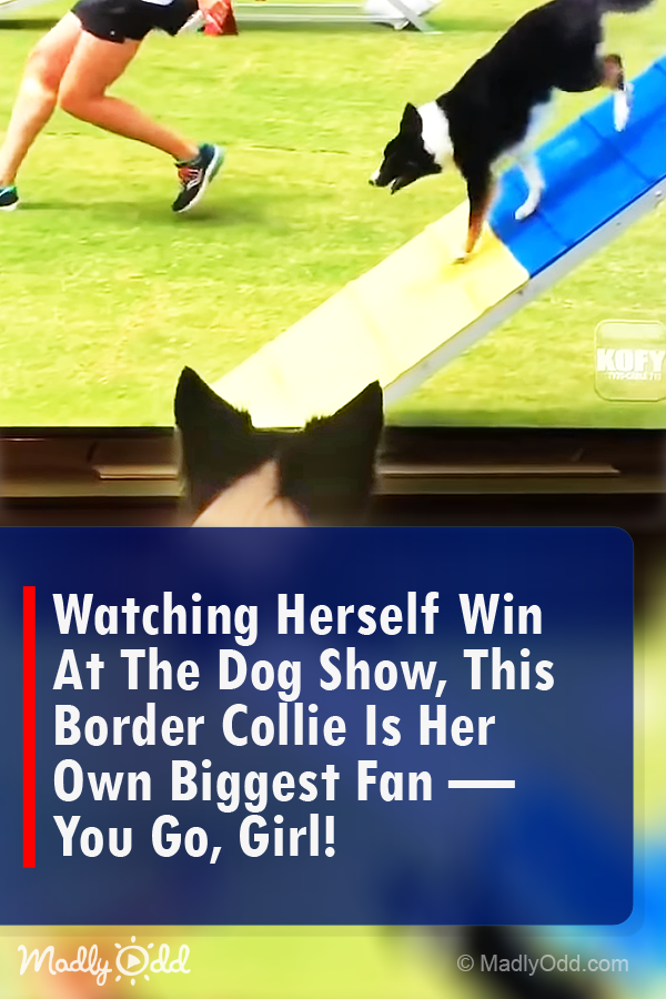Watching Herself Win, Border Collie is Her Own Biggest Fan — You Go Girl!