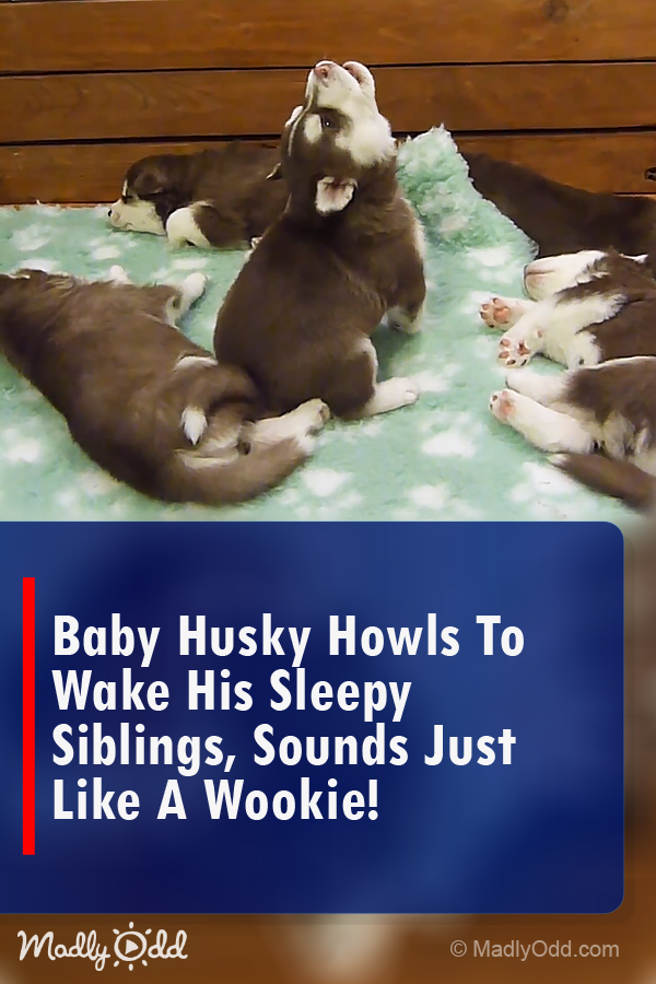Baby Husky howls to wake his sleepy siblings, sounds just like a Wookie!