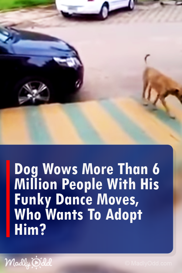 Dog wows more than 6 million people with his funky dance moves, who wants to adopt him?