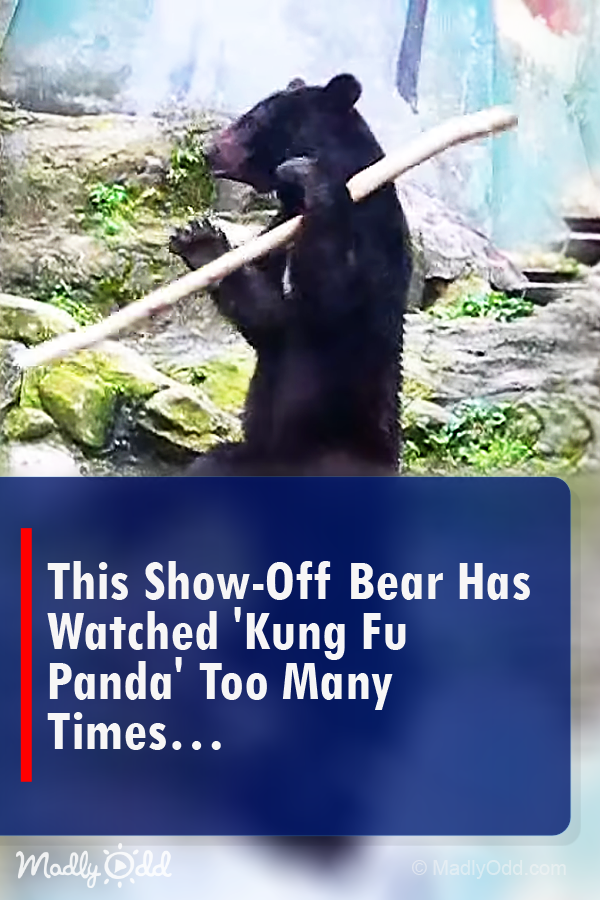 This Bear Has Watched \