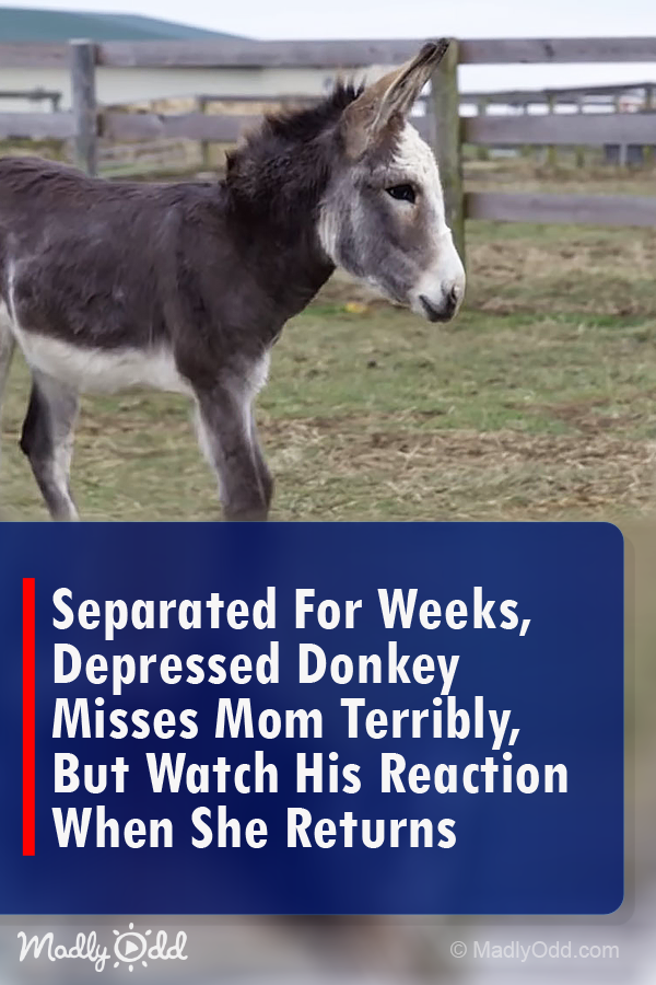 Separated For Weeks, Depressed Donkey Misses Mom Terribly, But Watch His Reaction When She Returns