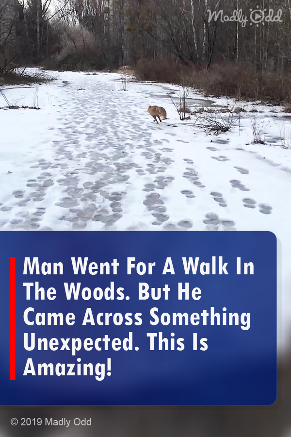 Man Went For A Walk In The Woods. But He Came Across Something Unexpected. This Is Amazing!