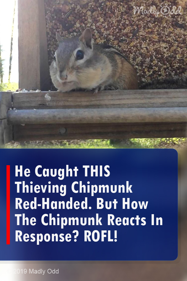 He Caught THIS Thieving Chipmunk Red-Handed. But How The Chipmunk Reacts In Response? ROFL!