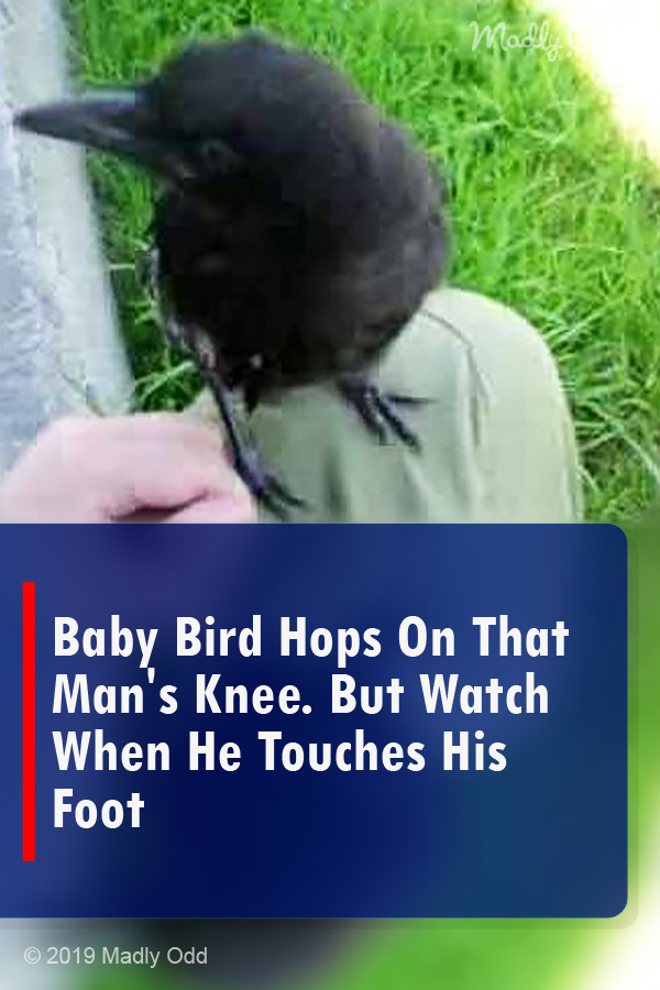 Baby Bird Hops On That Man\'s Knee. But Watch When He Touches His Foot