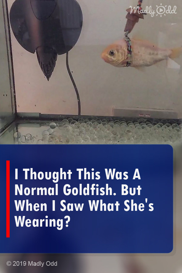 I Thought This Was A Normal Goldfish. But When I Saw What She\'s Wearing?