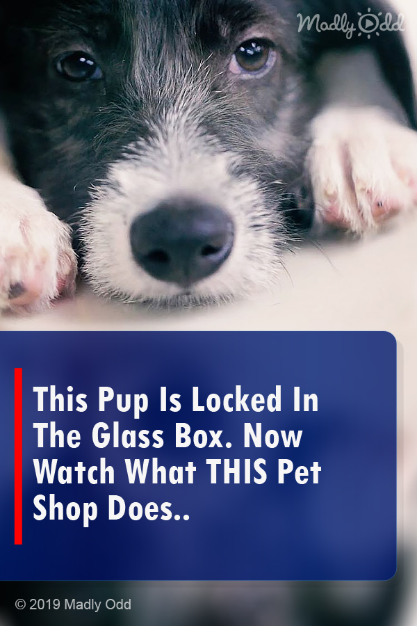 This Pup Is Locked In The Glass Box. Now Watch What THIS Pet Shop Does..