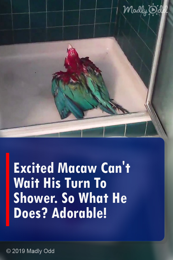 Excited Macaw Can\'t Wait His Turn To Shower. So What He Does? Adorable!