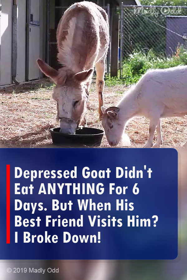 Depressed Goat Didn\'t Eat ANYTHING For 6 Days. But When His Best Friend Visits Him? I Broke Down!