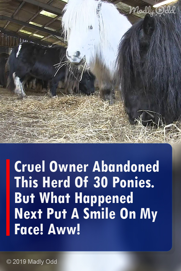 Cruel Owner Abandoned This Herd Of 30 Ponies. But What Happened Next Put A Smile On My Face! Aww!