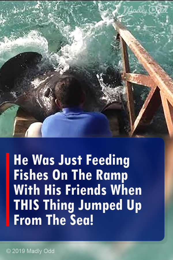 He Was Just Feeding Fishes On The Ramp With His Friends When THIS Thing Jumped Up From The Sea!