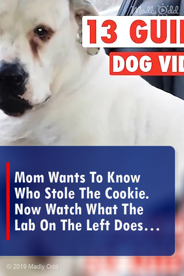 Mom Wants To Know Who Stole The Cookie. Now Watch What The Lab On The Left Does…