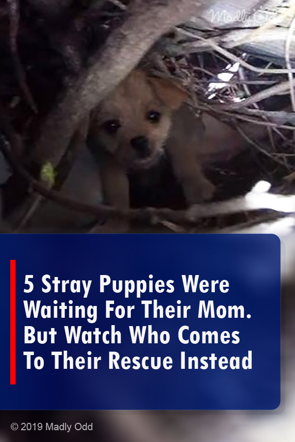 5 Stray Puppies Were Waiting For Their Mom. But Watch Who Comes To Their Rescue Instead