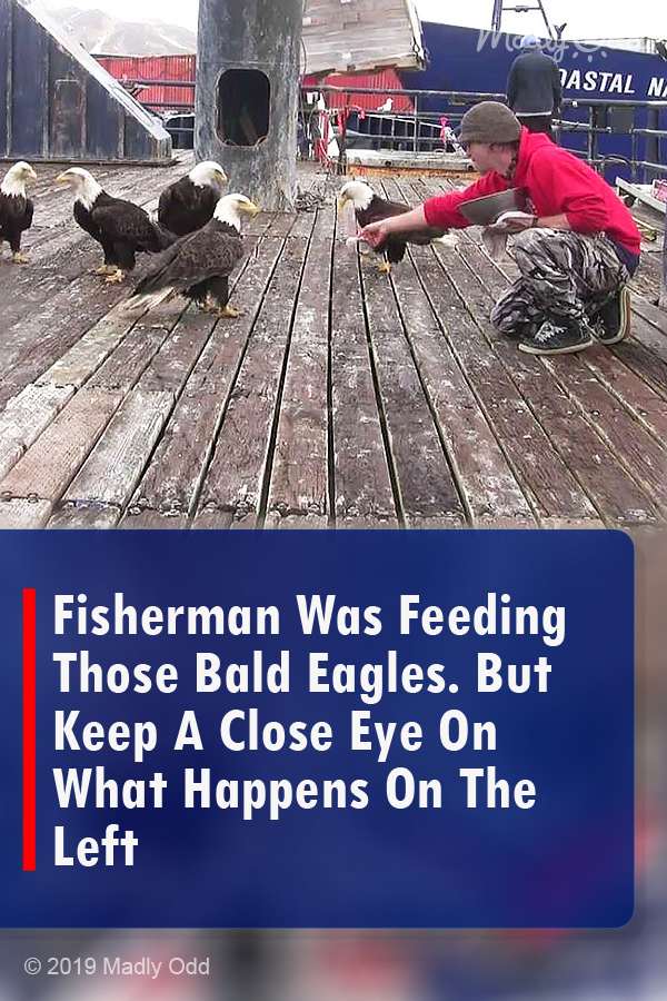 Fisherman Was Feeding Those Bald Eagles. But Keep A Close Eye On What Happens On The Left
