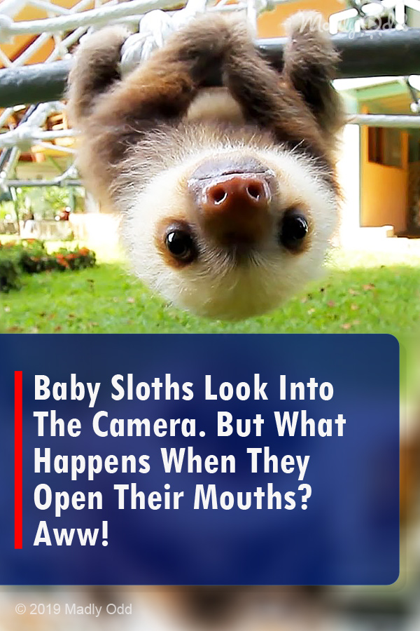 Baby Sloths Look Into The Camera. But What Happens When They Open Their Mouths? Aww!