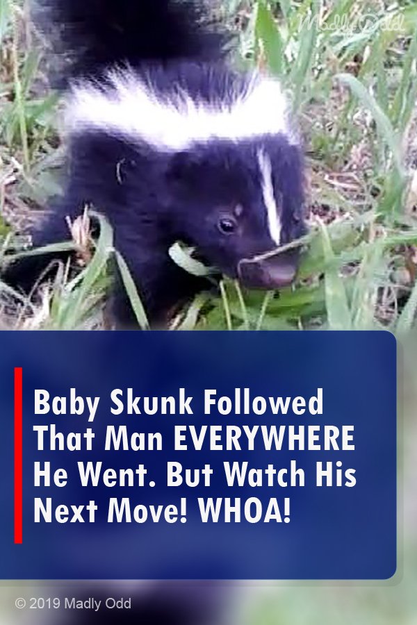 Baby Skunk Followed That Man EVERYWHERE He Went. But Watch His Next Move! WHOA!