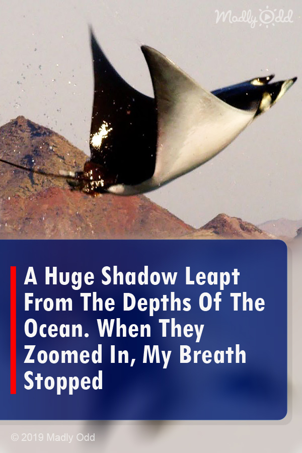 A Huge Shadow Leapt From The Depths Of The Ocean. When They Zoomed In, My Breath Stopped