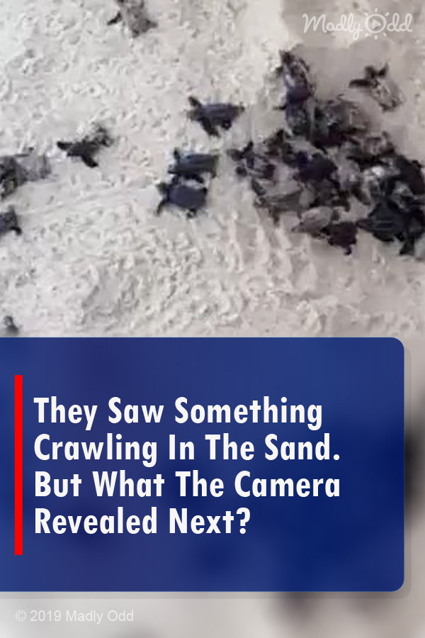 They Saw Something Crawling In The Sand. But What The Camera Revealed Next?