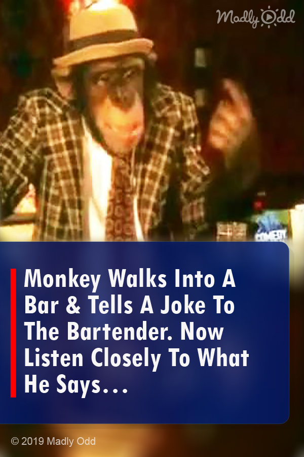 Monkey Walks Into A Bar & Tells A Joke To The Bartender. Now Listen Closely To What He Says…