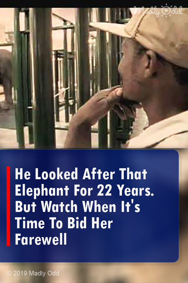 He Looked After That Elephant For 22 Years. But Watch When It\'s Time To Bid Her Farewell