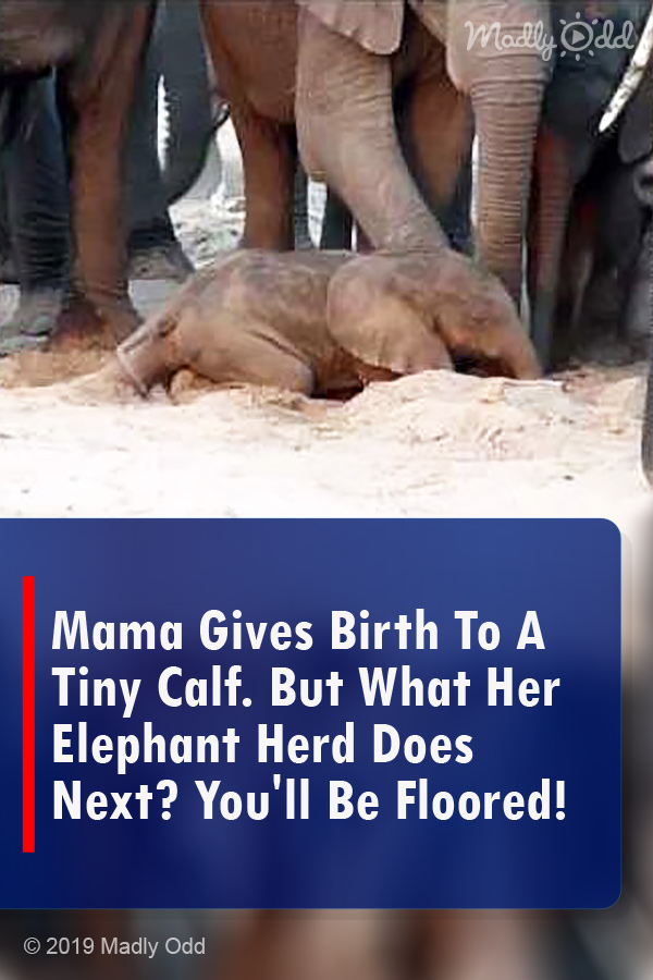 Mama Gives Birth To A Tiny Calf. But What Her Elephant Herd Does Next? You\'ll Be Floored!