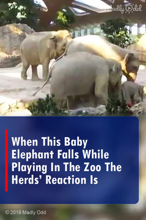 When This Baby Elephant Falls While Playing In The Zoo The Herds’ Reaction Is