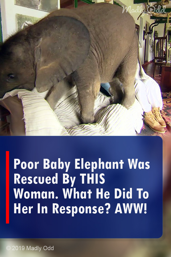 Poor Baby Elephant Was Rescued By THIS Woman. What He Did To Her In Response? AWW!