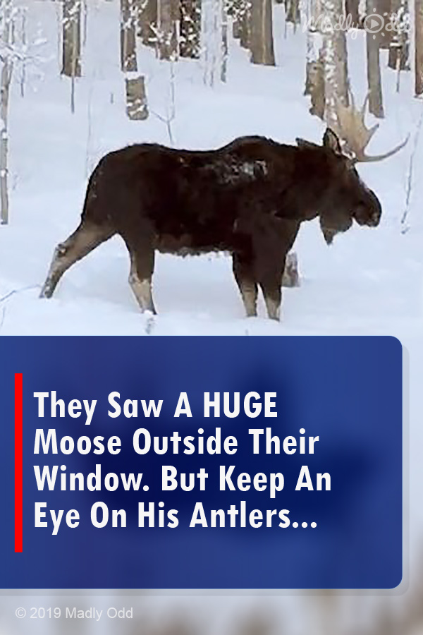 They Saw A HUGE Moose Outside Their Window. But Keep An Eye On His Antlers...
