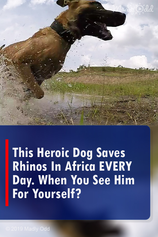 This Heroic Dog Saves Rhinos In Africa EVERY Day. When You See Him For Yourself?