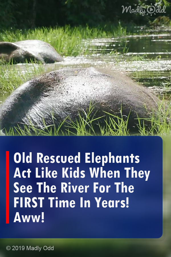 Old Rescued Elephants Act Like Kids When They See The River For The FIRST Time In Years! Aww!