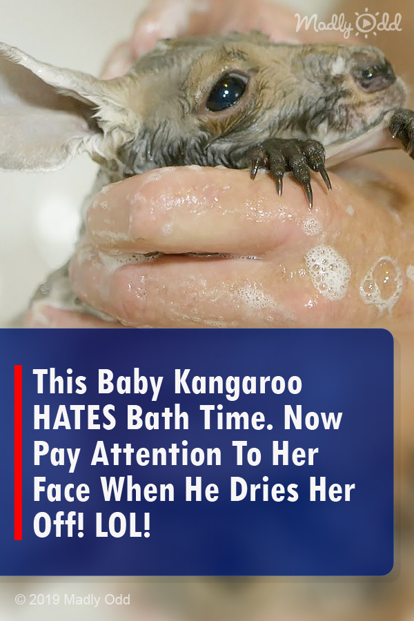 This Baby Kangaroo HATES Bath Time. Now Pay Attention To Her Face When He Dries Her Off! LOL!