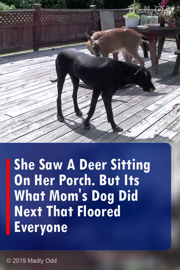 She Saw A Deer Sitting On Her Porch. But Its What Mom\'s Dog Did Next That Floored Everyone